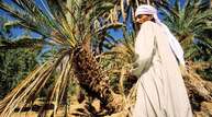 Beduinen Farmern